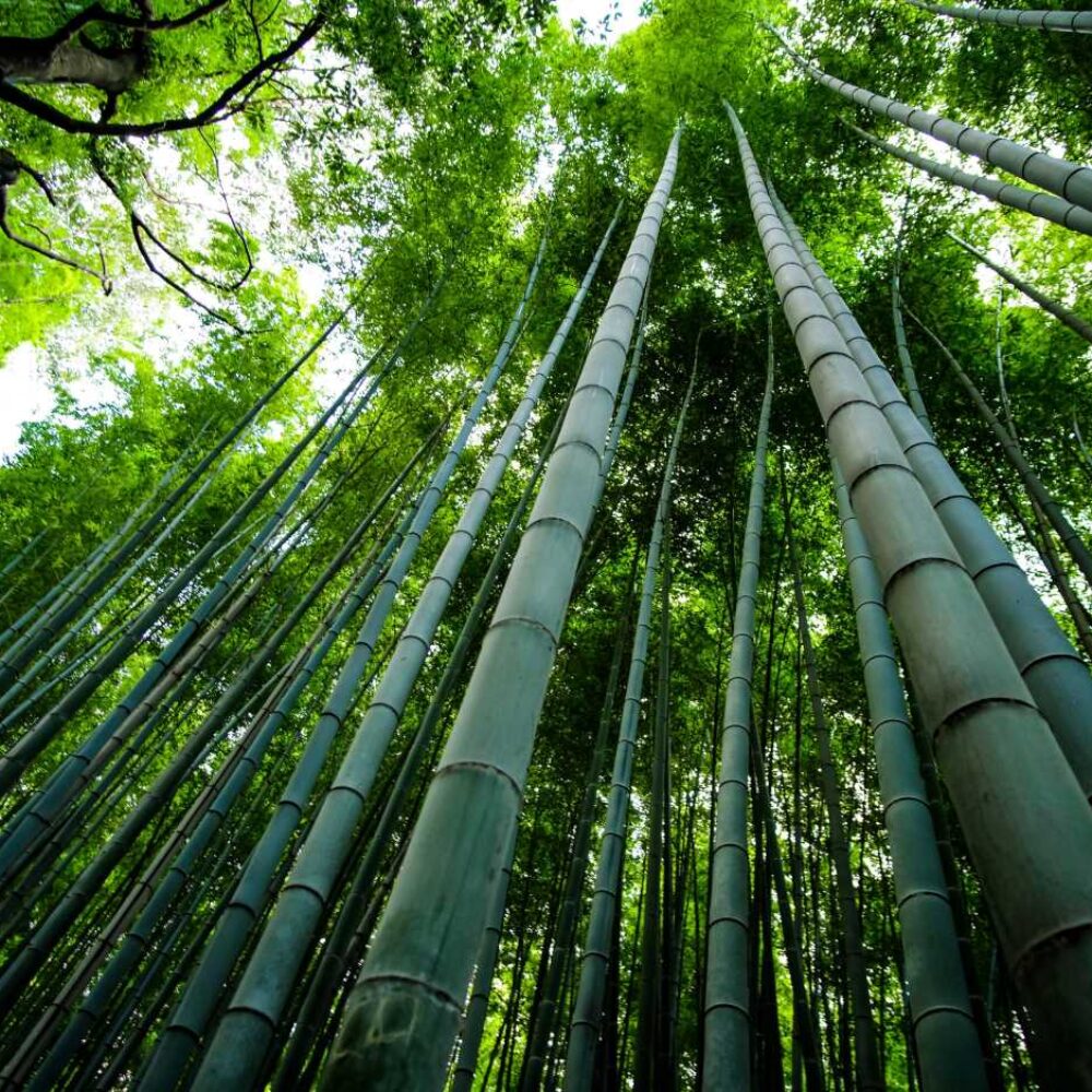 bamboo-resize-min