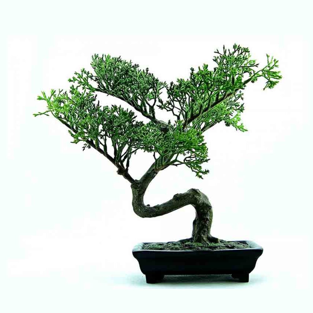 bonsai2