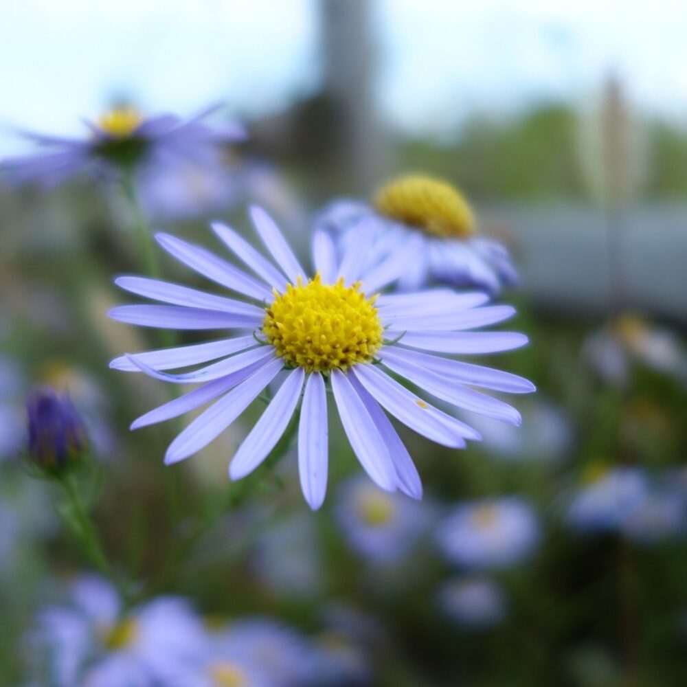 Michaelmas Daisies