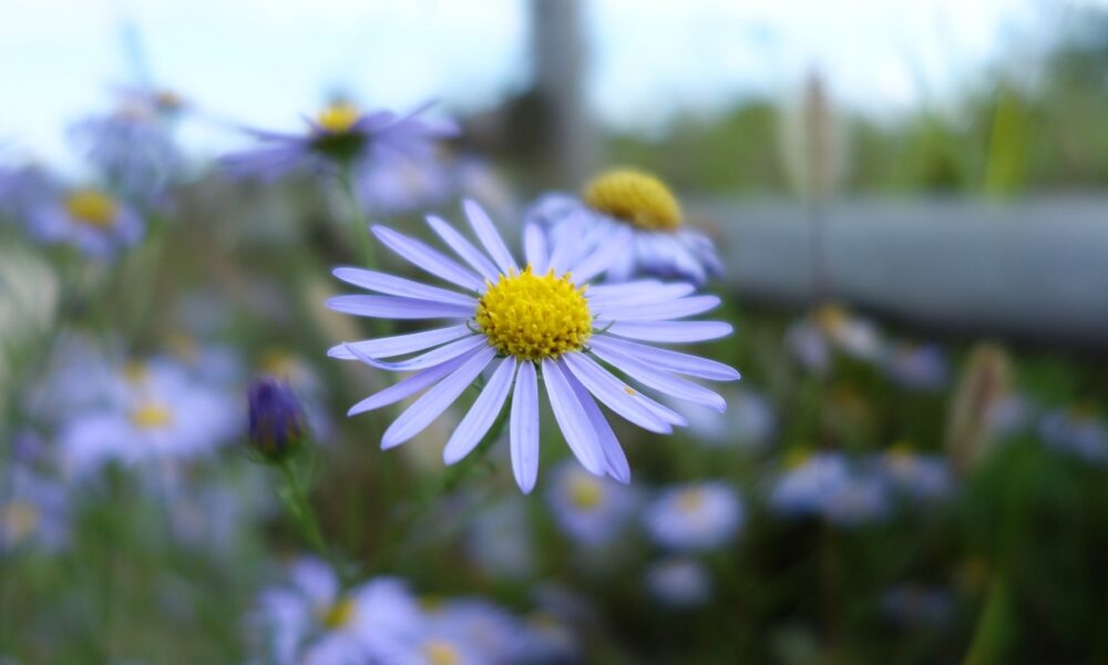 Michaelmas Daisies