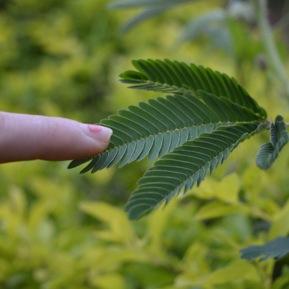 Mimosa Pudica