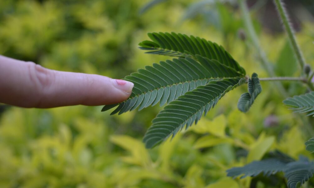 Mimosa Pudica