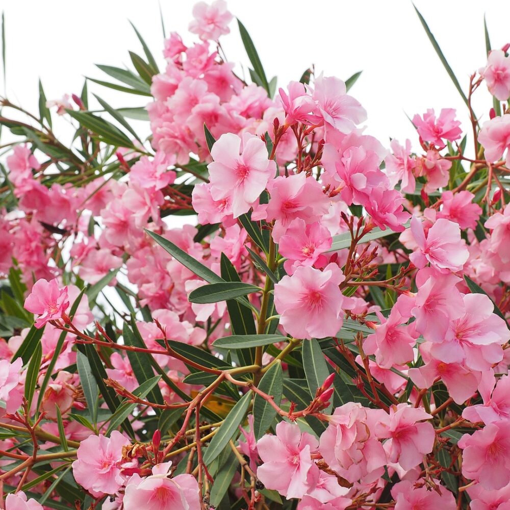 Nerium Oleander