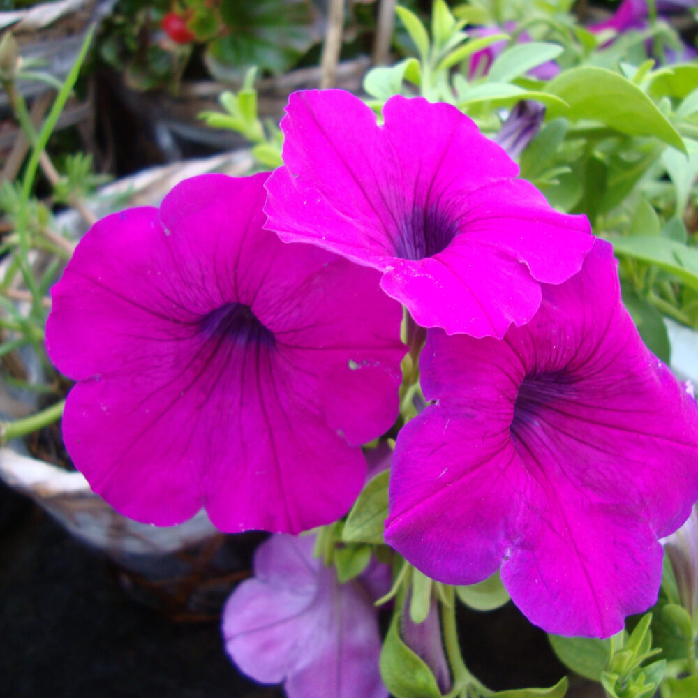 Petunia atkinsiana