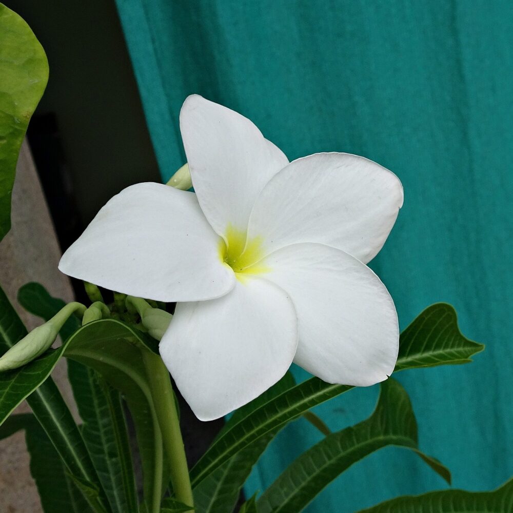 Plumeria Pudica