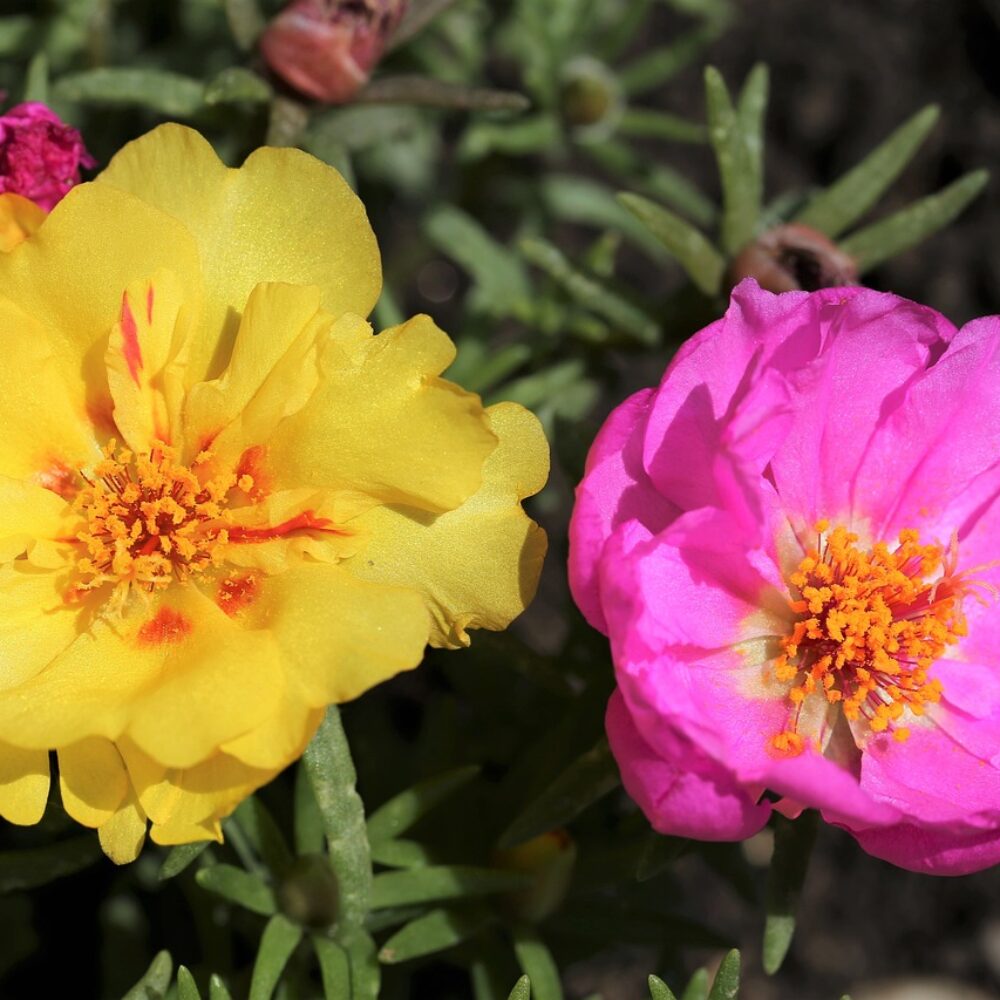 Portulaca Gradiflora