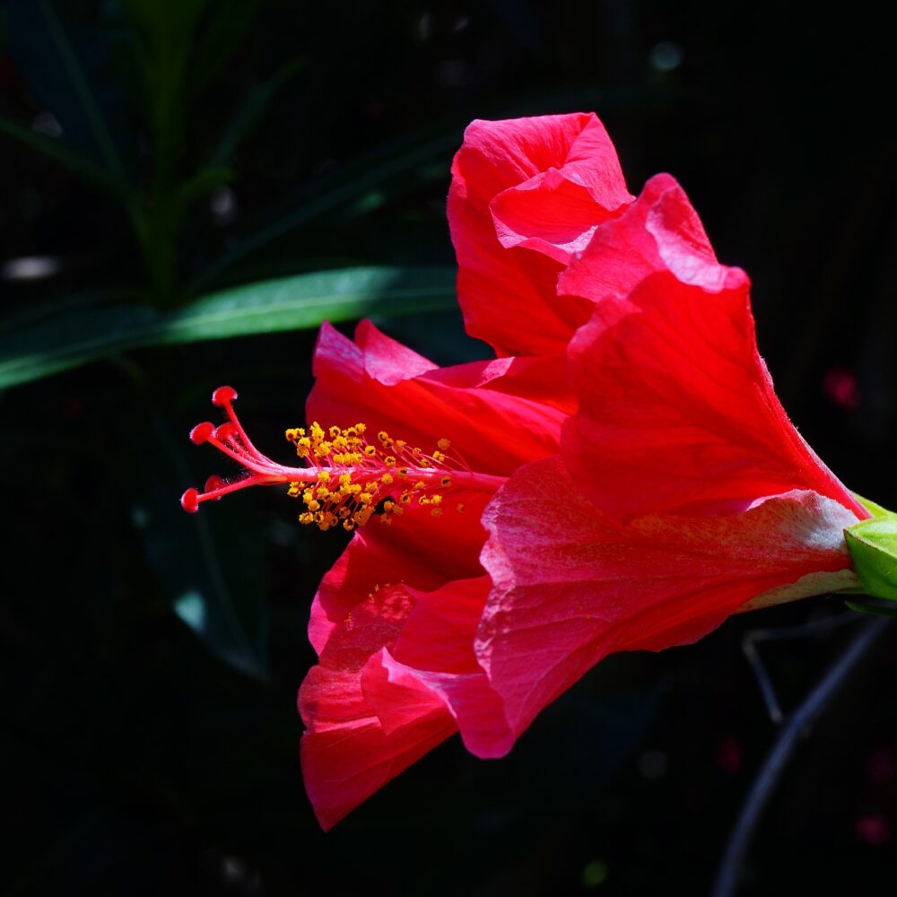 Rosa Sinensis