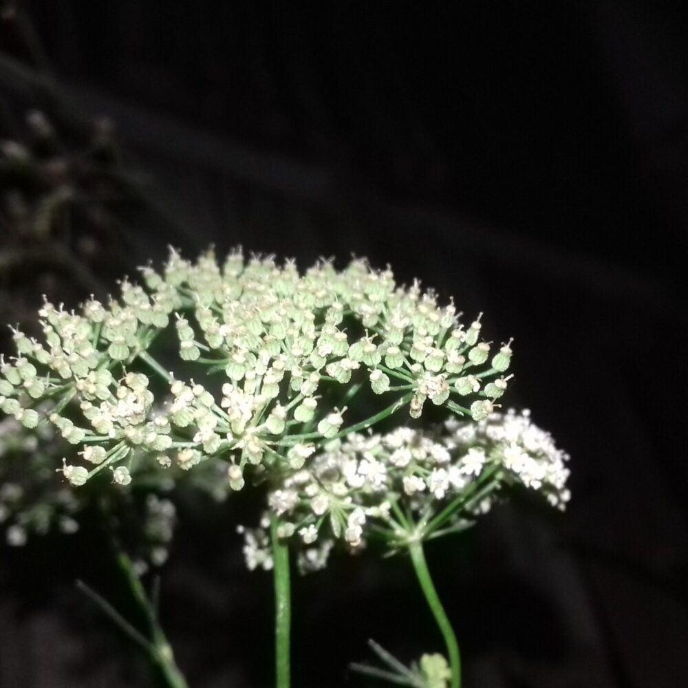 Trachyspermum Ammi