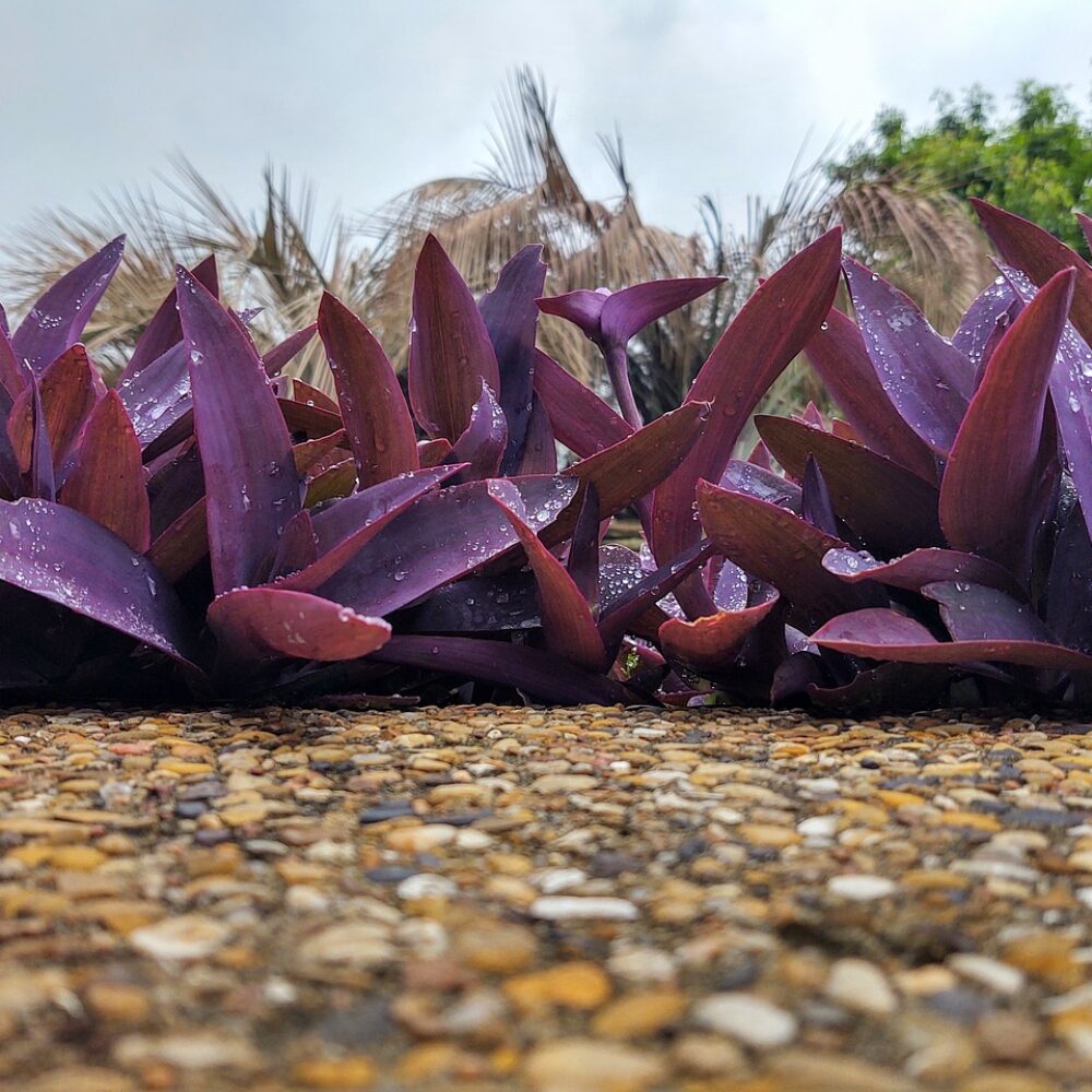 Tradescantia